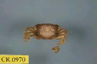 藏品(玲瓏無齒蟹)的圖片